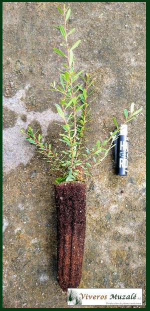Rhamnus oleoides