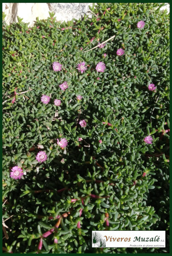 Ruschia lineolata