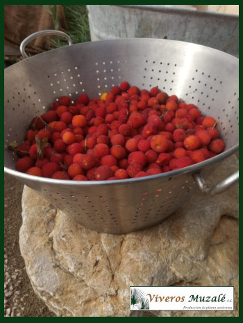 arbutus-unedo-fruto.002