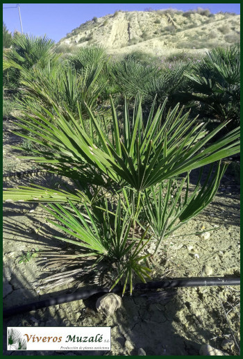 Chamaerops humilis