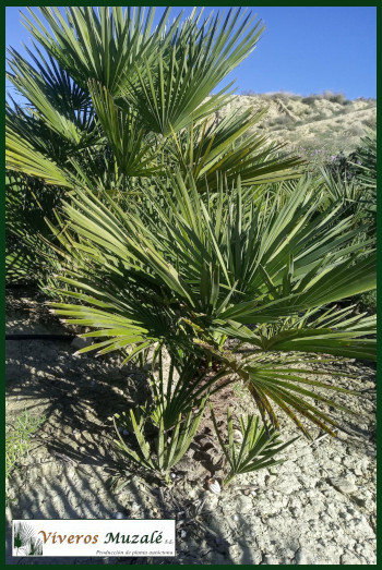 Chamaerops humilis