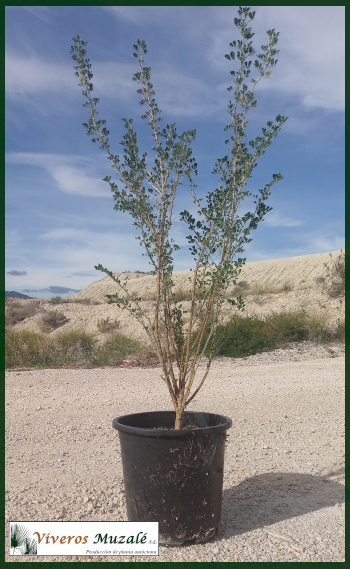 Medicago arborea