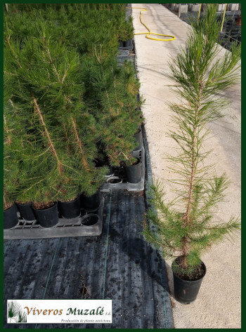 pinus-halepensis-C1.6L