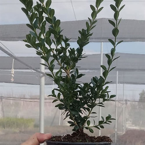 Buxus sempervirens