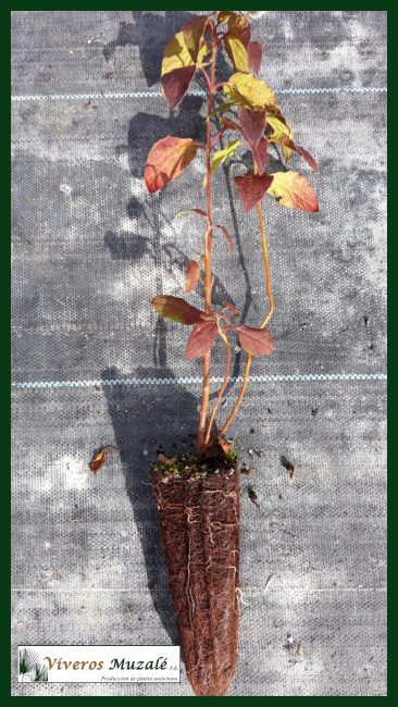 Cistus-populifolius-af-01