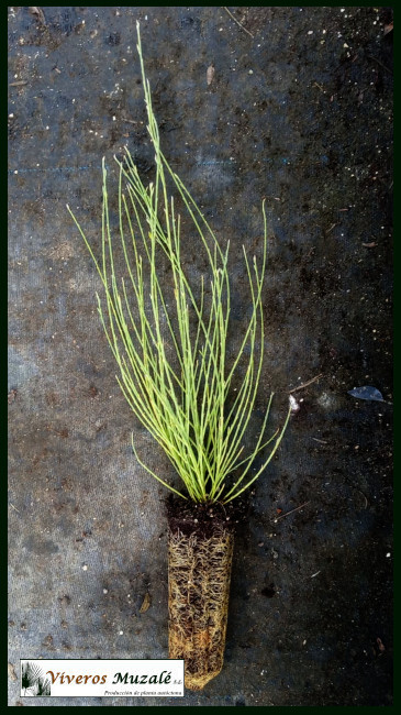 Cytisus scoparius