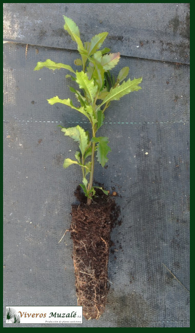 Myrica faya