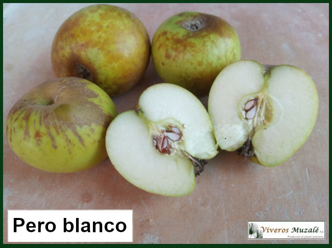 Malus domestica