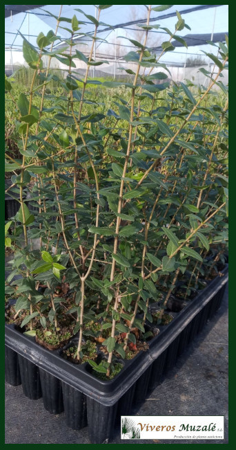 Phillyrea-latifolia-af-002