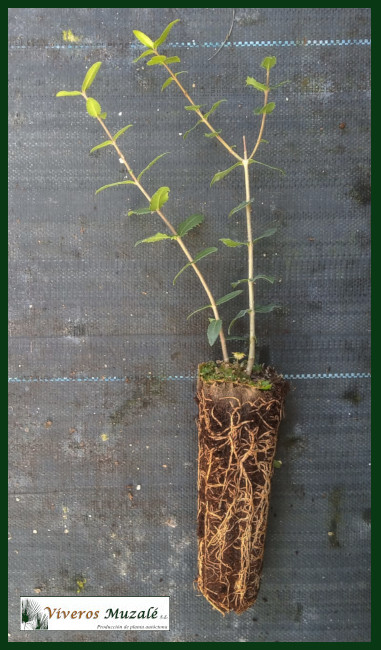 Phillyrea latifolia