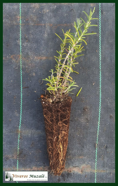 Rosmarinus eriocalix