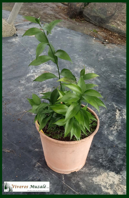 Ruscus hypophyllum