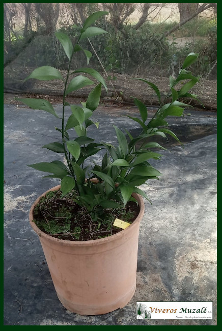 Ruscus-hypophyllum-cont--003