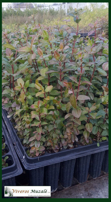 Viburnum-tinus-af-0010