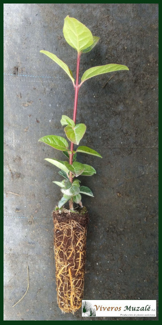 Viburnum tinus