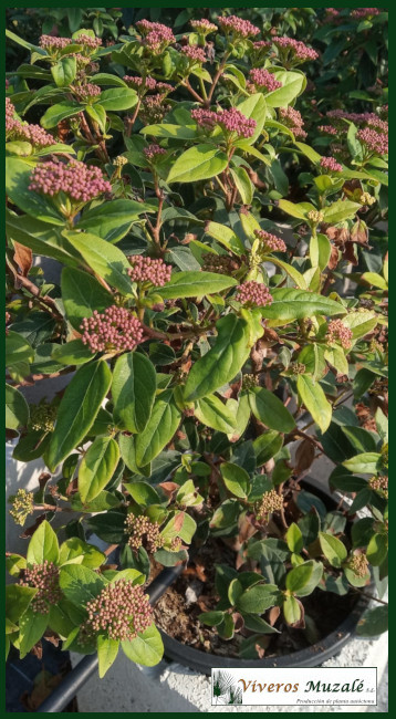 Viburnum tinus