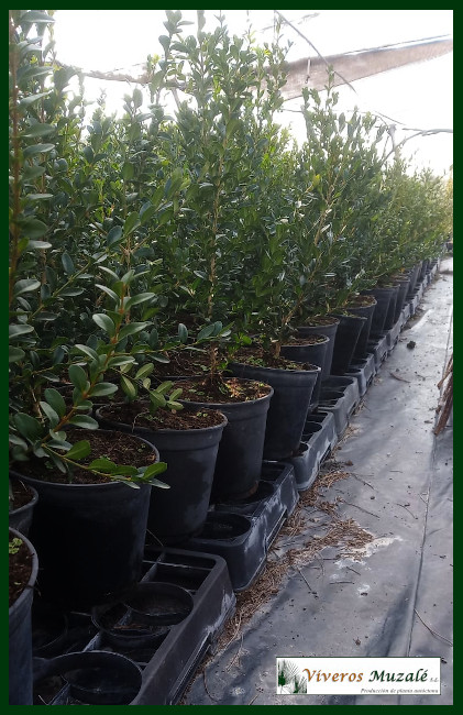 Buxus sempervirens