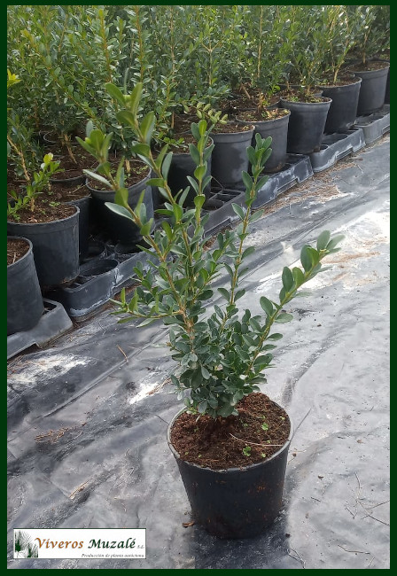 Buxus sempervirens