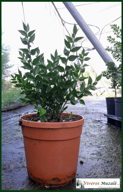 ruscus-aculeatus-cont.01