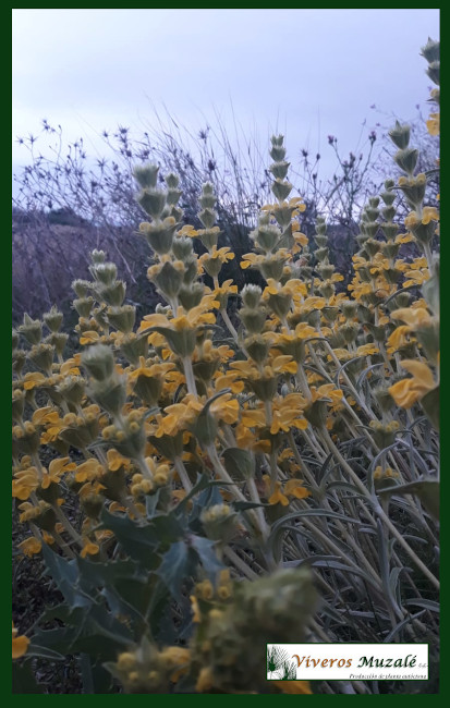 Phlomis-lychnitis.12