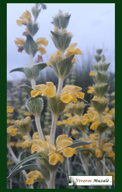 Phlomis-lychnitis.13