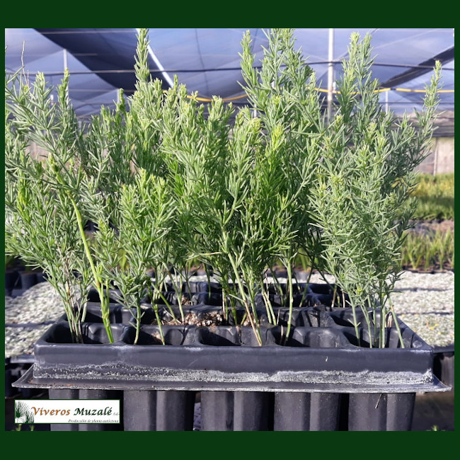 Asparagus macrorrhizus.002