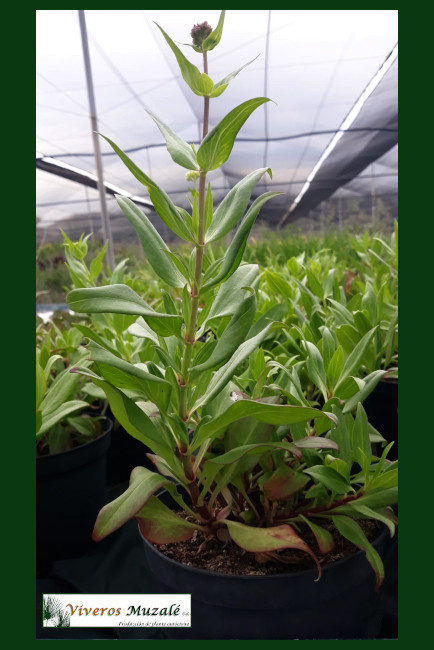 Centranthus_ruber.002