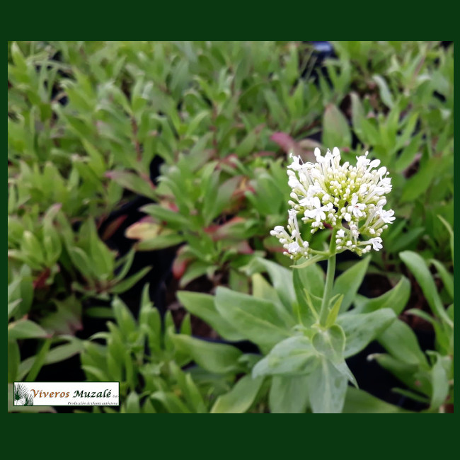 Centranthus_ruber.003