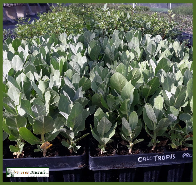 Calotropis-procera-AF-002