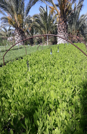 Dittrichia_viscosa_AF_00001