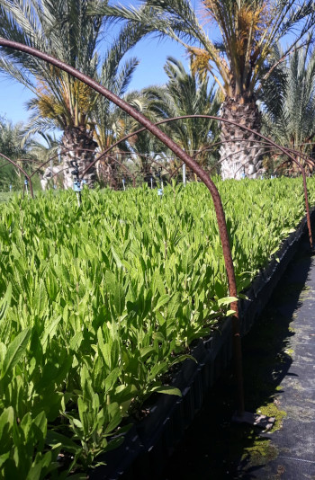 Dittrichia_viscosa_AF_00002