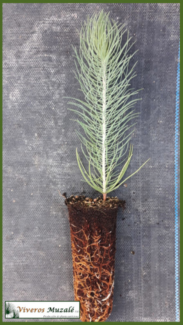 Pinus canariensis