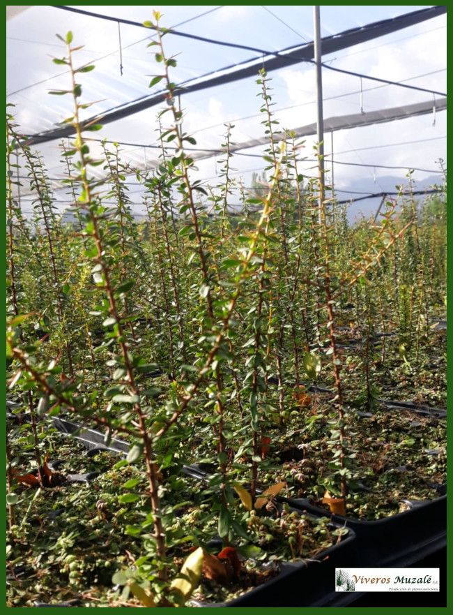 Argania spinosa