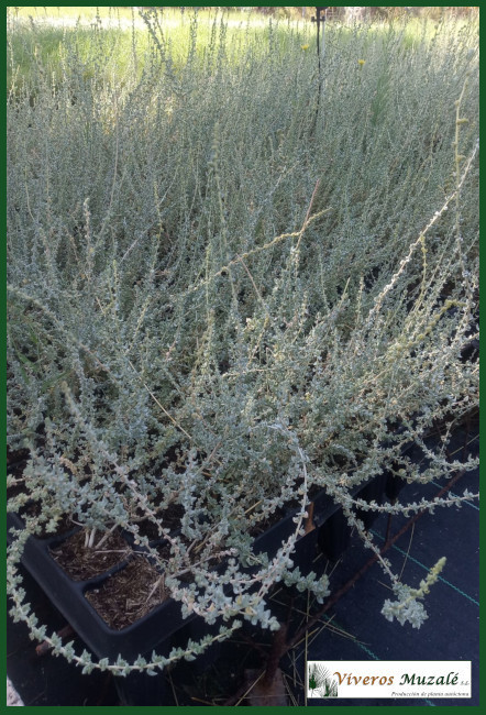 Atriplex glauca