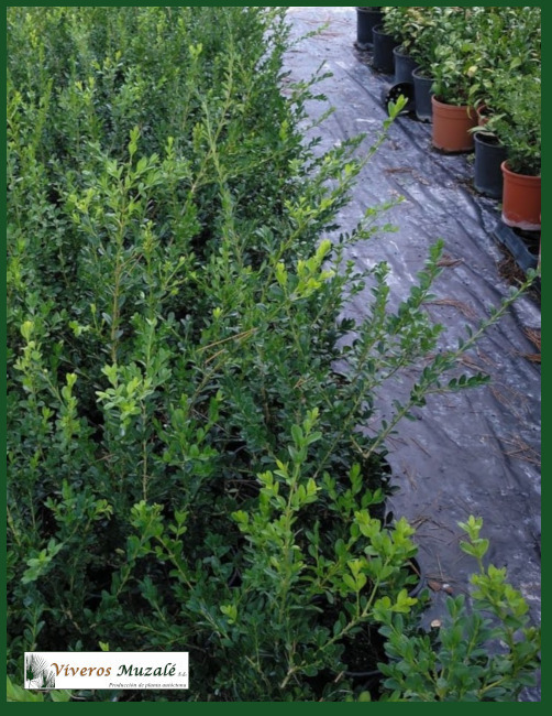 Buxus sempervirens