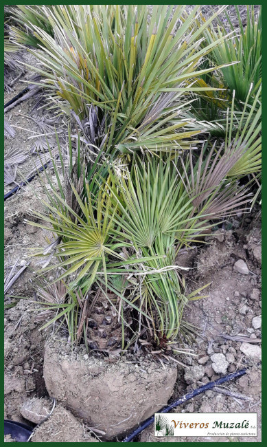 Chamaerops humilis