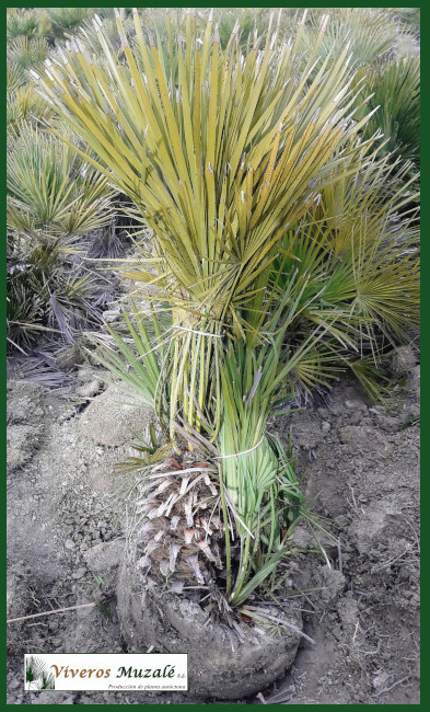 Chamaerops humilis