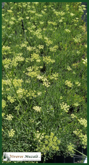 Crithmum maritimum