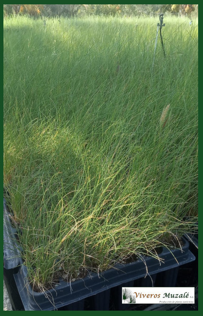 Stipa tenacissima.10920