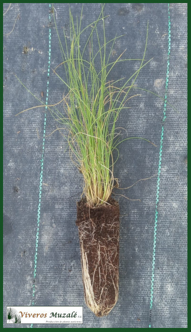 Stipa tenacissima.20920