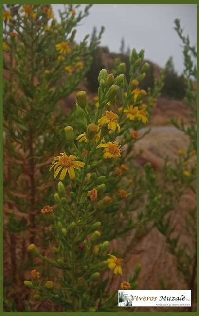 DITTRICHIA VISCOSA FLOR