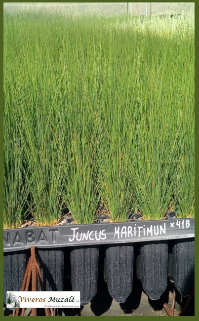 JUNCUS MARITIMUM