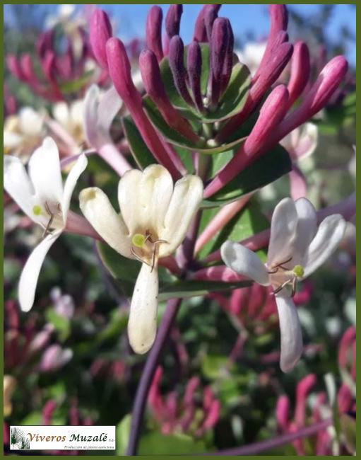 Lonicera implexa