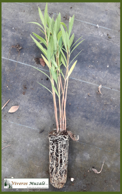 Nerium oleander