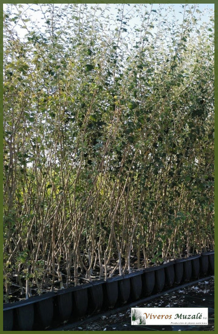 Populus alba