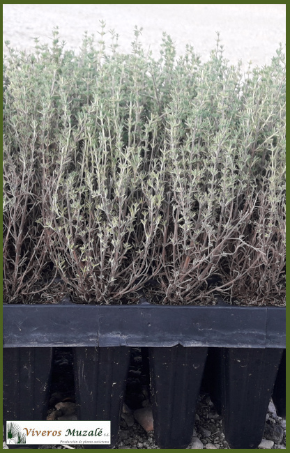 THYMUS HYEMALIS (1)