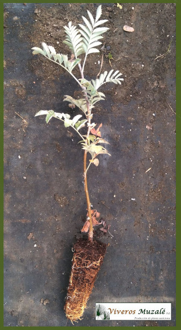 Sorbus domestica