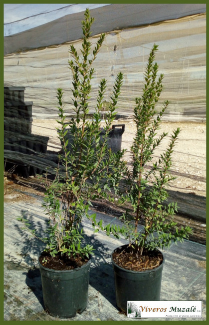 MYRTUS TARENTINA C 14