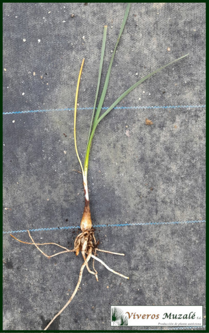 BULBO PANCRATIUM MARITIMUM 2