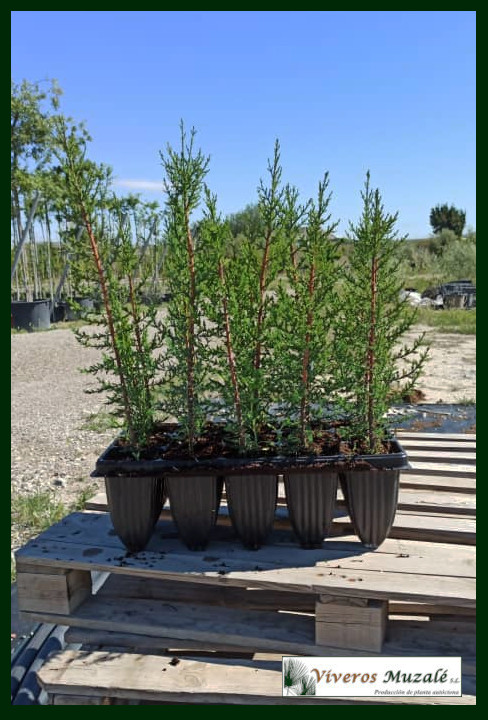 CUPRESSUS DUPREZIANA AF 1 L-2